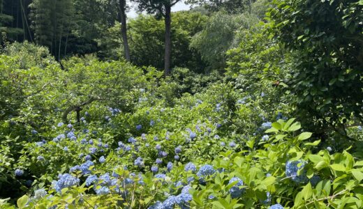 鎌倉散策。明月院のあじさい。色の違いって？