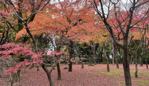 皇居乾通り一般公開。2022年、紅葉を楽しむ。